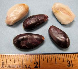   Seeds:   Theobroma cacao ; Photo by N. Diaz, USDA APHIS PPQ, imageID.idtools.org
